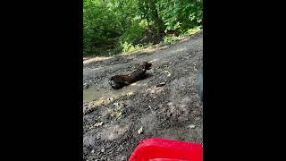 Квадроцикл #квадроцикл #кайфарик #offroad #мото71 #мото #лето