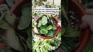  Succulent Garden Inspo for Your US Home 