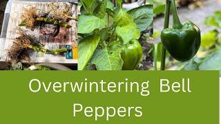 Overwintering Pepper and Plants | How to  Overwinter Pepper Plants in Garage |