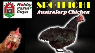 HFG Farm Animal Spotlight: Australorp Chicken