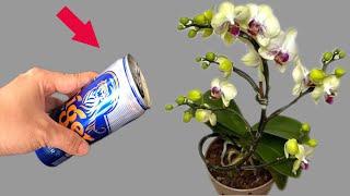 Few people know that beer will make Orchids bloom endlessly all year round!