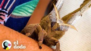 Polilla gigante confía en su salvador para criar a sus bebés | Dodo Héroes | El Dodo