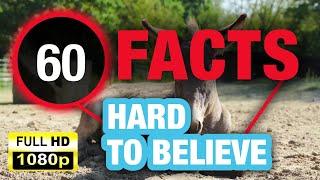 60 Unbelievable Facts That Sound Fake but Aren’t!