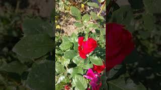 ️НЕИССЯКАЕМОЕ ТРУДОЛЮБИЕ#природа#цветы#осень#любовь#наслажление#жизнь#мирвокругнас#счастье#душа