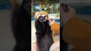 教你一招撸到小熊猫 小熊猫 萌宠 可爱 动物 小熊猫真的很会撒娇