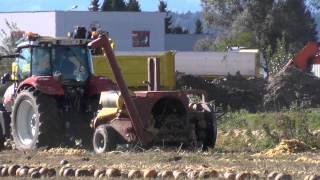 Die Kürbisse werden mit Kürbiskernerntemaschine Geerntet  Daraus wird das steirische Kernöl Erzeugt