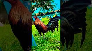spartan gamefarm #rooster #chicken #ayam