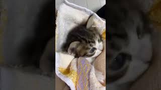 Fun moments with crazy and funny animals #cat #funnypetvideos #funny