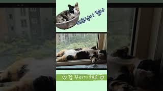 늦잠자는 고양이 #해루냥이집사  #고양이 #왜저러고 자는걸까요?? # #집사의일상  #고양이일상  #귀요미