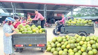 Harvesting Lots Of Grapefruit And Use 3-wheeled Vehicle Transport Grapefruit Go To Market Sell