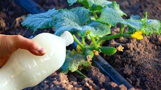 Double your harvest of tomatoes, cucumbers and other vegetables. Irrigate immediately...