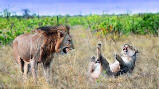 LIONS MATING N°3 (English, 4K) in Kruger National Park, with 4 successive stories.