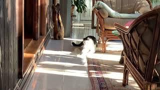 Cats love Glad Dogs Nation Catnip Critters!