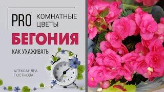 Бегония цветущая - сложное или простое растение в уходе? Соблюдаем правила и оно цветет долго.