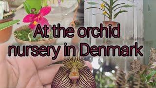 GOING TO THE DANISH ORCHID NURSERY BUYING NEW ORCHIDS