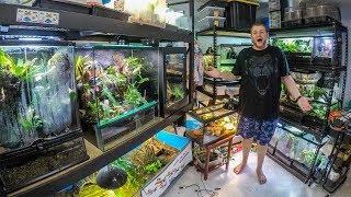 Reptile room tour July 2019!