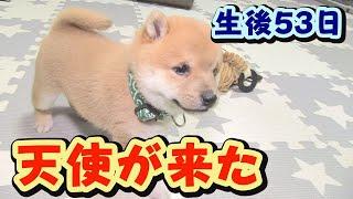 【豆柴】初対面、元気MAX！大暴走！【子犬】【多頭飼い】