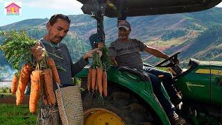 el PARAISO de las zanahorias en Constanza republica dominicana