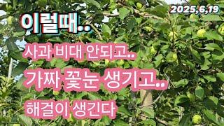 사과나무 이럴때.. 비대 안되고,가짜 꽃눈 생기고,해걸이 생긴다