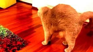 Sochi The Cat: Gymnastic / s03.e05 HD