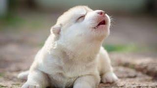 Cute Puppies Howling Compilation 2016 [Cuteness Overload]