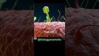 Bacteriophage 3D Animation|| Structure of Bacteriophage|| How Bacteriophage infect Bacteria?