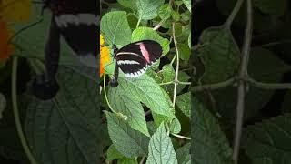 Butterflies at the butterfly house, St Louis Zoo