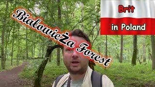 Białowieża Forest - The oldest forest in Europe!