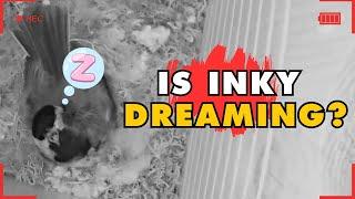 Did Our Nest Cam Catch Inky in the Middle of Dreaming?