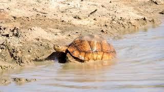 Swimming tortoise.