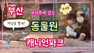 부산 아이들과 가볼만한 곳부산 캐니언파크 동물원 추천 입장권 부산 여행 브이로그 실내 서면 놀거리 데이트 명소 Busan Travel Canyon Park