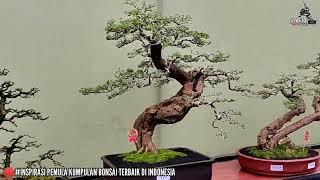 INSPIRASI PEMULA#Kumpulan Bonsai Terbaik Di Indonesia, Inspirasi Bonsai Terbaik Di Indonesia Part5