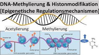 DNA-Methylierung + Histonmodifikation [Epigenetische Regulation von Genen] - (Biologie, Oberstufe)