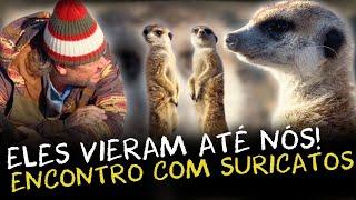 SURICATOS E OUTROS ANIMAIS SELVAGENS: UMA JORNADA PELO KALAHARI!