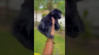 Cute Black Shih Tzu puppy ️️ #shihtzu #puppy #puppies #pets #dogs #cute #fluffy #teddy #toypom