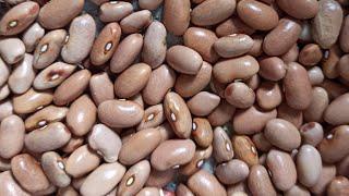 How to plant beans with seeds in open ground. When to Plant Curly Beans