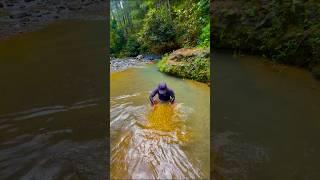 Wow amazing this man found a mound of gold in the middle of the forest #goldenretreivers #gold