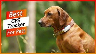 5 Best GPS Pet Tracker 2024 - GPS Tracker for Dogs & Cats