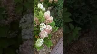 Посадка цветов на клумбе.#уходзасадом1  #озеленение #клумбы #цветынаклумбе #посадка