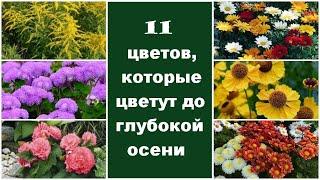  11 цветов, которые цветут до глубокой осени