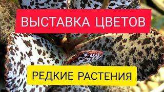 РЕДКИЕ КОМНАТНЫЕ РАСТЕНИЯ. Выставка цветов.