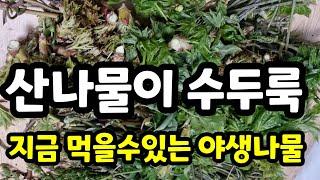 산나물이 수두룩 지금 먹을수 있는 야생 나물 산나물 종류와 이름 4월에 맛볼수있는 봄나물 공부#나무에서채취하는산나물#엄나무순#오가피순#엉겅퀴#고사리채취시기#자연산두릅#취나물#어수리