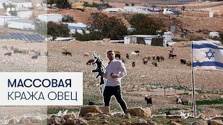 Израильские поселенцы украли у палестинцев сотни овец