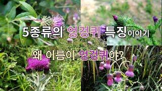 '버들이의 자연이야기'  40. 5종류의 엉겅퀴이야기