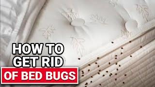 How To Get Rid of Bed Bugs - Ace Hardware