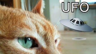 Alvi cat : unidentified flying object