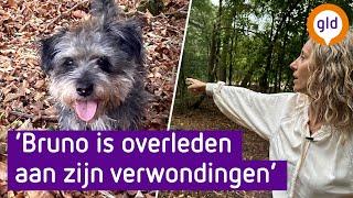 Hondje Bruno overleeft vermeende wolvenaanval niet