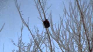 Red Winged Blackbird