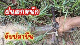 หาจับปลาบืน หลังฝนตกหนัก มีแต่ปลาช่อนตัวใหญ่ๆ