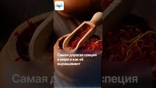  Дороже золота: почему эта специя стоит 15 000$ за килограмм?